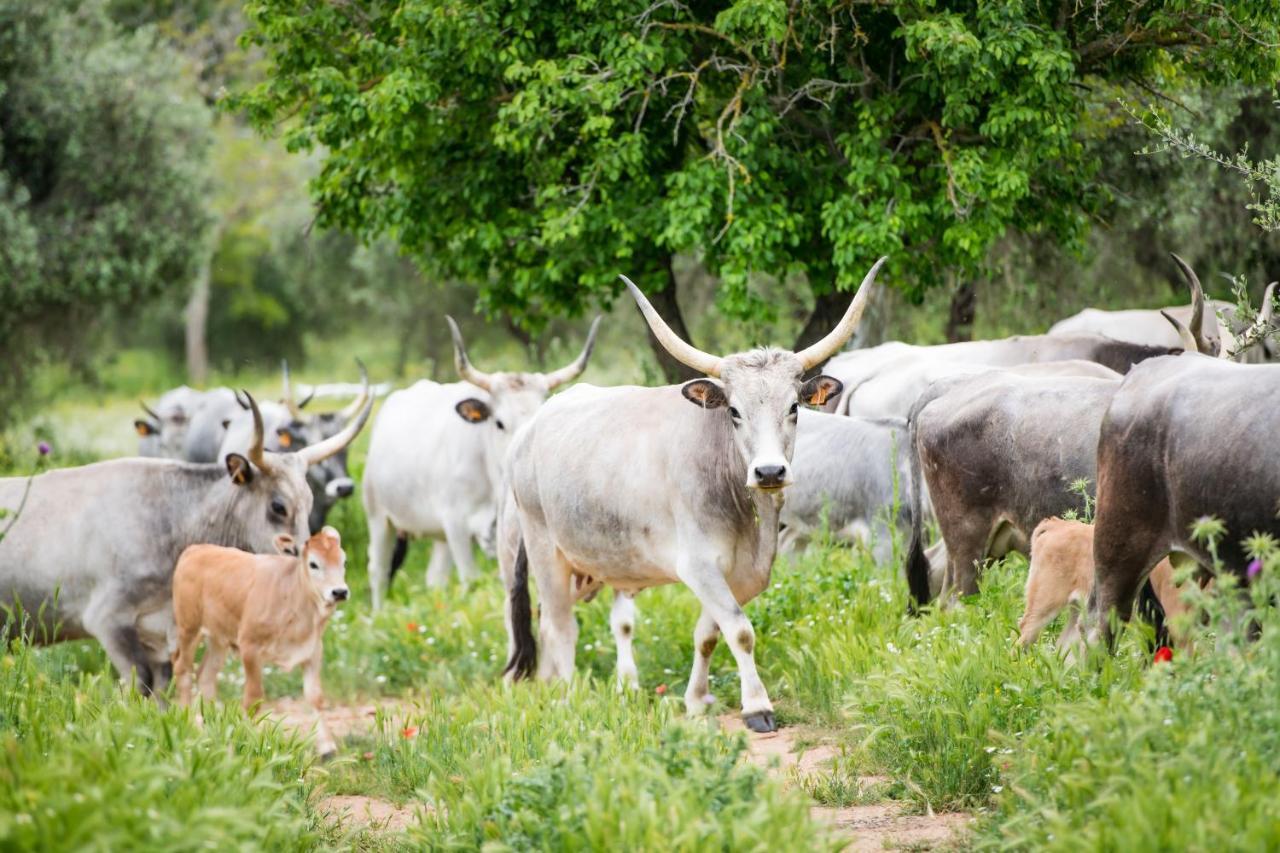 Agroturismo Tenuta Agricola Dell'uccellina