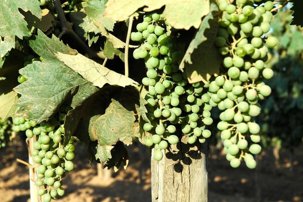 Tenuta Agricola Dell'uccellina Agroturismo